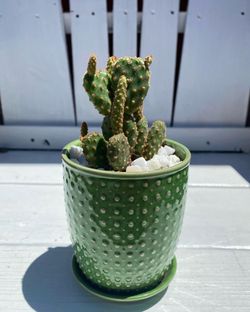 Cactus (angels Wings Cactus)