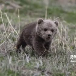 Baby Bear Cub Bears Topiary Possibilities. We Already make a Sitting bear… 