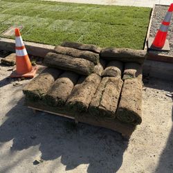 Elite Plus Fescue Sod 