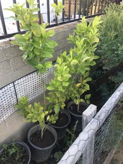 Yellow Lemon Plants