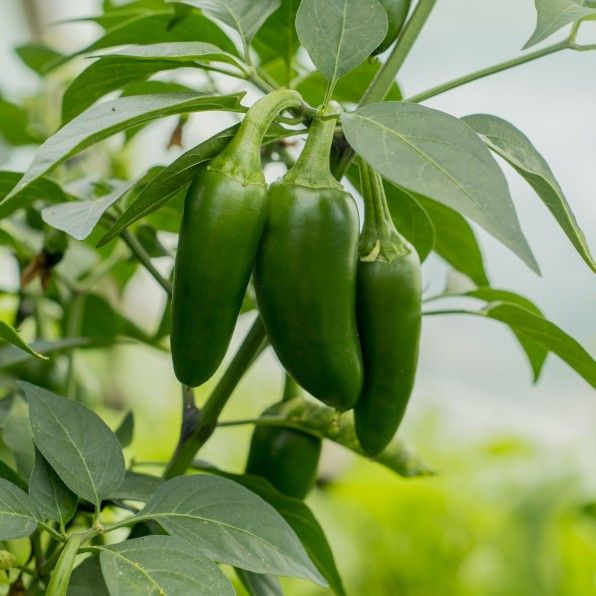 3 Jalapeños pepper Live Plants In 4 Inch Pot.