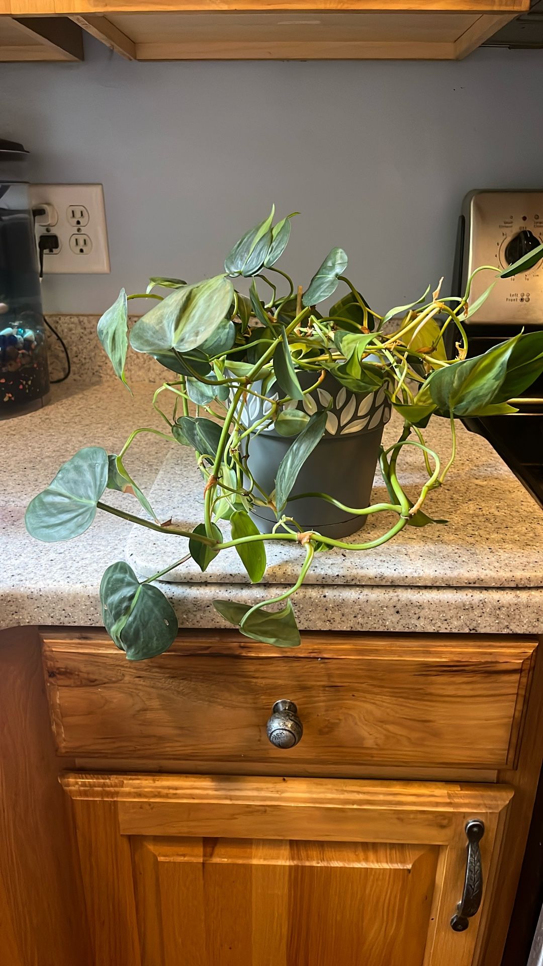 Plant 