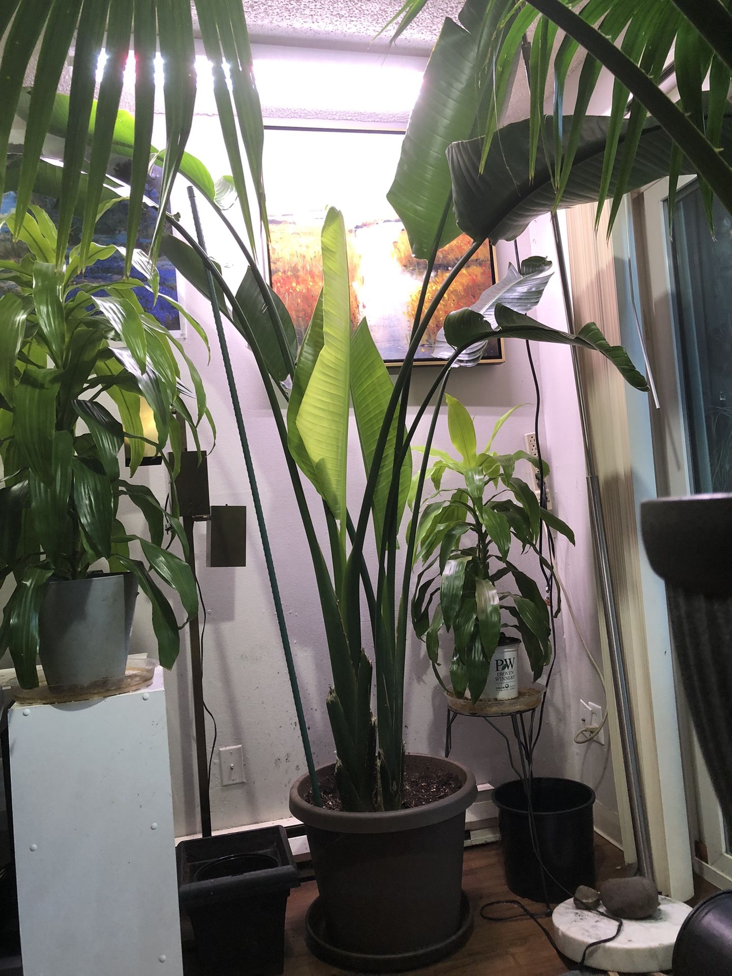 Two Bird Of Paradise/ Excellent Health w/ Two New Leaves A Merging- 8ft Tall 