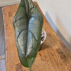 Alocasia Dragons Breath 