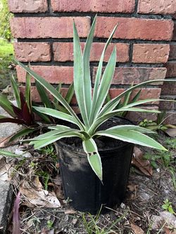 Agave Plant