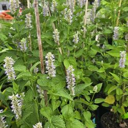 Korean Mint Plant 🪴 in 1gal