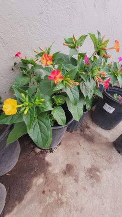 Flower Plant