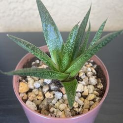 Succulent Plant 🪴 