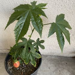 Blooming Cheese Lantern  Small Plant, In 1 Gallón Pot . Pick Up Only