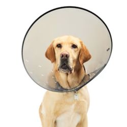 Plastic Cone Collar 5 PK.