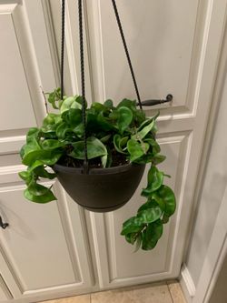 Hindu rope plant / twisted hoya