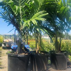 Spectacular Christmas Palms About 6 Feet Tall!!! Fertilized !! Adonidias Plants 