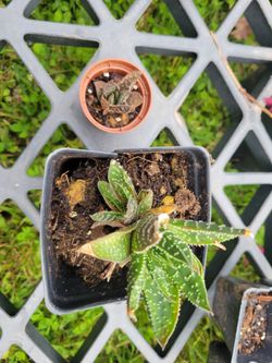 Aloe plants