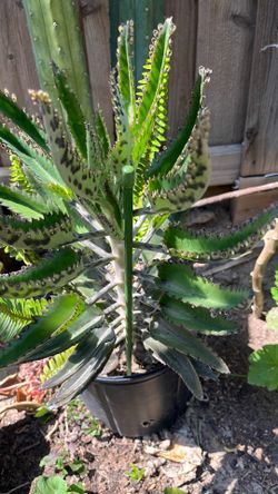 Plant mother of thousand