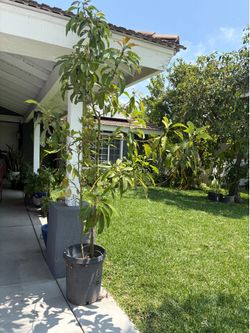 Avocado tree