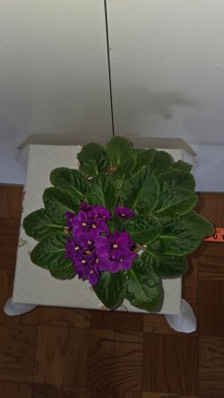 African violet plant large