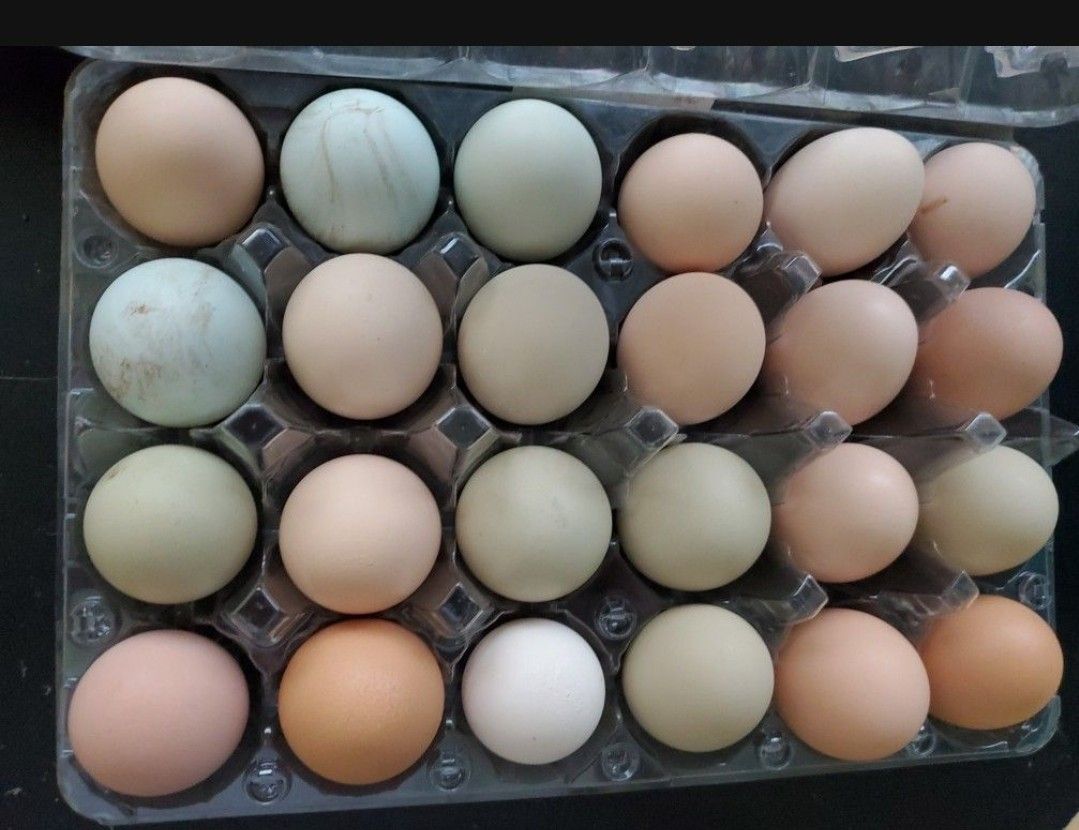 2 dozen eggs ( 24 ) cage free
