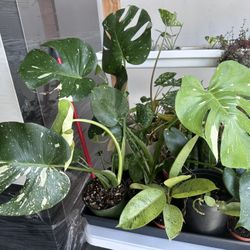 BIG MONSTERA THIA CONSTELATION $120. Entire Plant Not A Cutting 