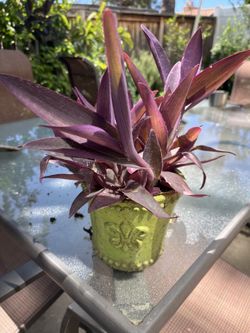 Purple heart plant in Ceramics pot