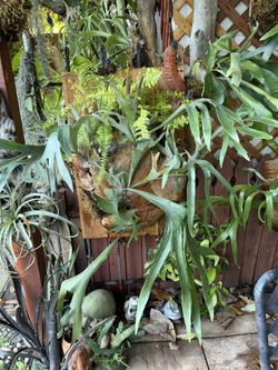 Large “Hula Hands “ Staghorn Fern Mounted On Redwood