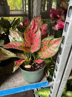 Aglonemas wishes in 6” pot. SPECIAL PRICE 🤩