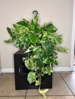 Marble Queen Pothos hanging basket (8”)