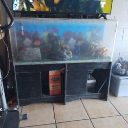 Fish Tank 