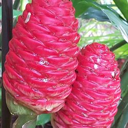 Shampoo Ginger Plants For Sale, Tropical Flowers, Make Your Own Shampoo