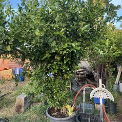 Lemon Tree 🍋