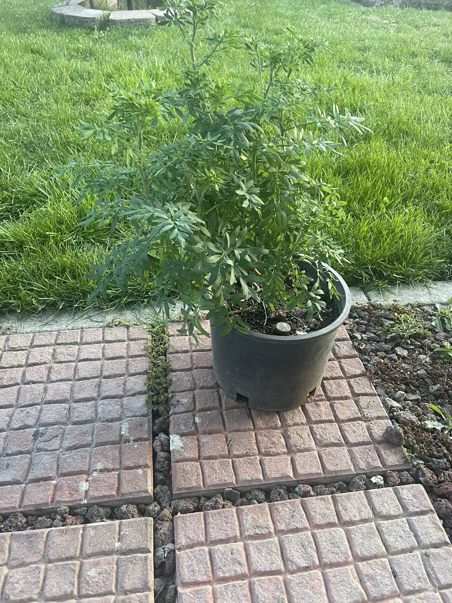 Ruda Plant