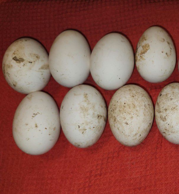 A Dozen Goose Eggs 