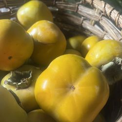 Fresh persimmons 