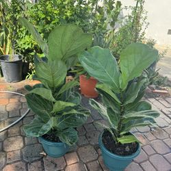 Fiddle Leaf Fig Almost 3ft 35$ Each