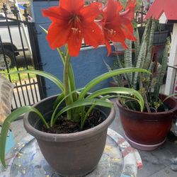 Amaryllis 