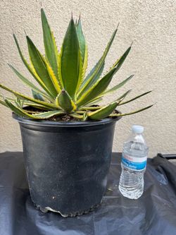 Variegated Agave Plant