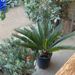 Sago Palm