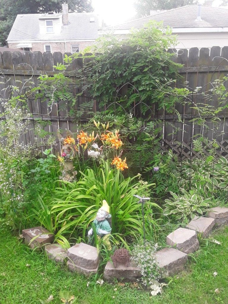 Yard Plants & Ostrich Ferns Price Negotiable