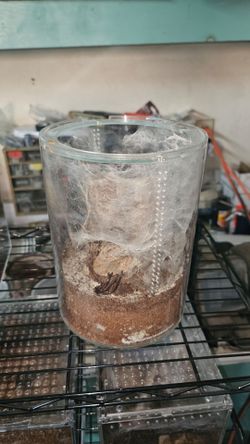 Tarantula enclosures
