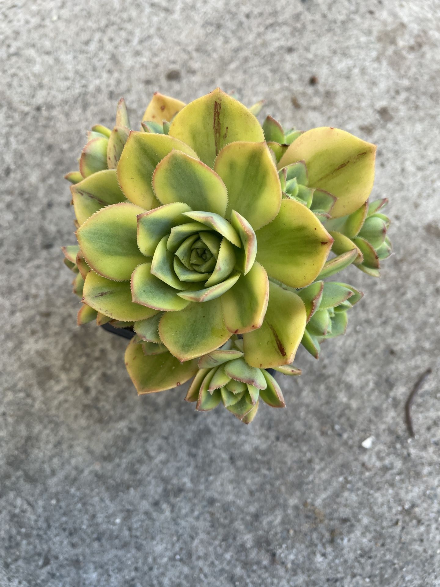 Aeonium