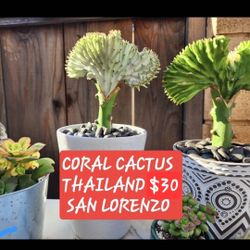 Succulents And Coral Cactus In San Lorenzo. Skyline Succulents 