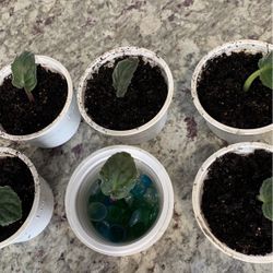 Plantas 🌱 