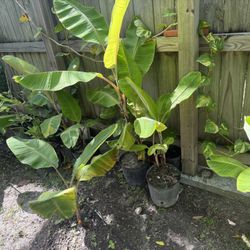 Matas De Plátanos (fruta, Manzano, Juguayano) Banana Tree 