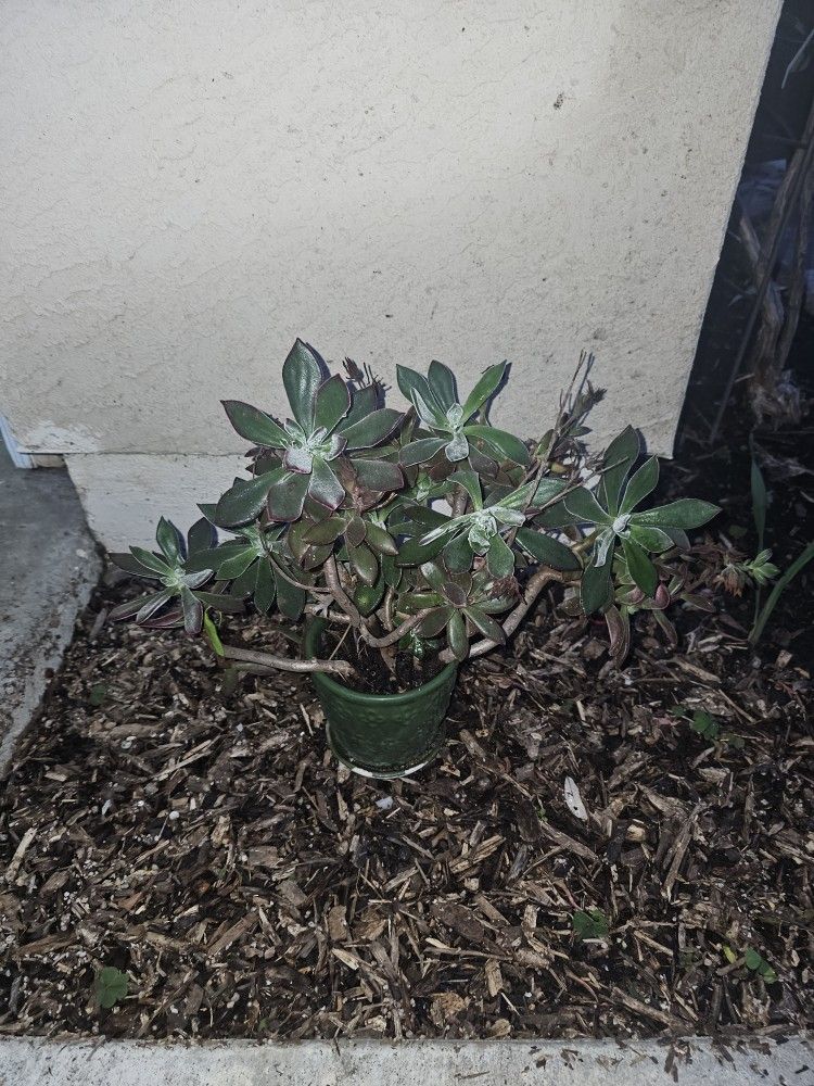 Beautiful Succulent Arrangements