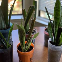 Snak tail Plants $5