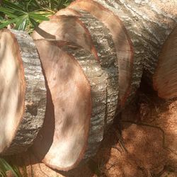24" Fresh Oak Rounds