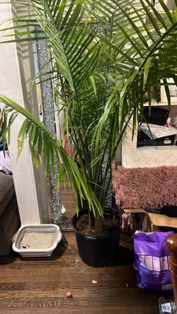 Pygmy palm