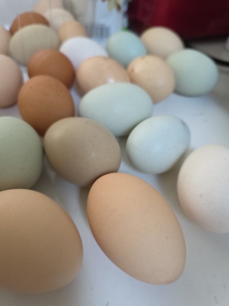 Organic Eggs