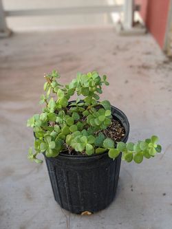 Elephant bush plant