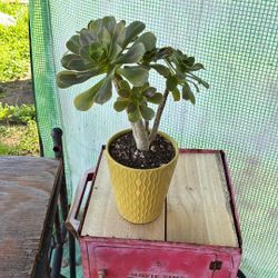 Potted Succulent 