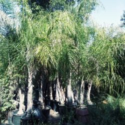 Queen Palms 10ft In 15 Gallon